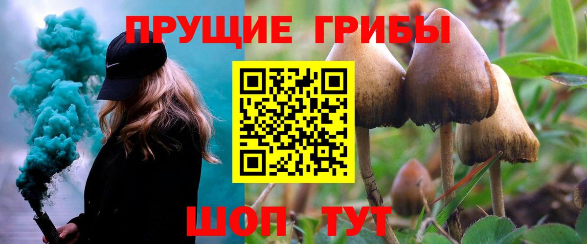 Тимашёвск  Галлюциногенные грибы Psilocybine cubensis  Вход с VPN 